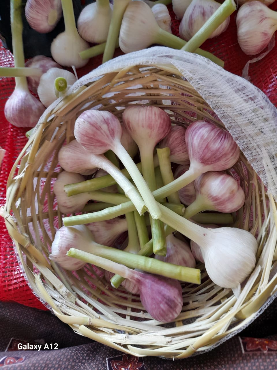 Garlic